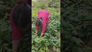 green beans  harvestingin my kitchen garden🫛🫛🫛🫛 youtubeshorts [upl. by Leavelle895]