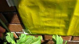 Homemade whitefly stickytramp [upl. by Lorie]