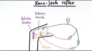 A2 Biology  Reflexes OCR A Chapter 138 [upl. by Lorens236]