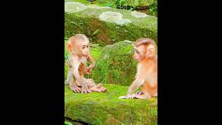 Luno so sad cant find his mom shortvideo shorts short monkey animals [upl. by Tezile]