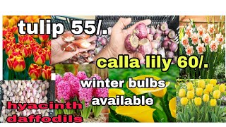 winter flower bulbs availableTulip hyacinth daffodils anemone सर्दियों के बल्बस उपलब्ध हैं [upl. by Saenihp542]