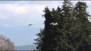 Skagits Trumpeter Swans [upl. by Annayram]