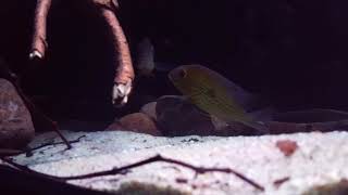 Geophagus Abalios [upl. by Amadas]