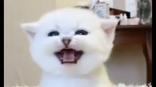 ADORABLE Kittens Meowing  Cats Meowing Compilation [upl. by Meadow853]