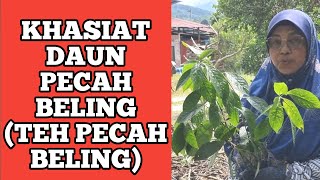 KHASIAT DAUN PECAH BELING ATAU PECAH KACA DAN CARA MEMBUAT TEH DAUN PECAH BELING [upl. by Nonregla]