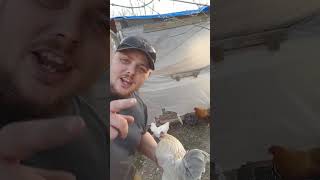 Unlocking the secrets of budgetfriendly winterizing wrap Chicken Coop [upl. by Felizio]