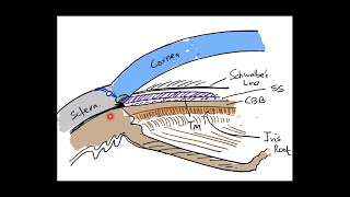 The Angle of Anterior Chamber  Part 1 Anatomy [upl. by Leilamag]