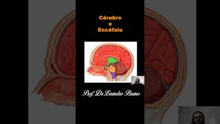 Cérebro e Encéfalo  Anatomia  Anatomia Humana [upl. by Asseral]