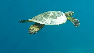 Another friendly Kandolhu turtle [upl. by Barra]