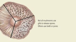 Anatomy of a Mushroom [upl. by Johppa]
