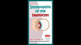 Second week of embryonic development  Blastocyst implantation Animated biology with Arpan shorts [upl. by Pero]