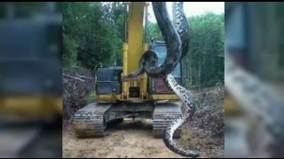 Anaconda  Giant snake found in Brazil  Cobra de 10 metros encontrada no Pará [upl. by Arykahs679]