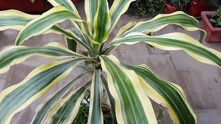 Dracaena FragransVictoria Plant Corn plant Care Problems amp solutions to have healthy plant [upl. by Razid]