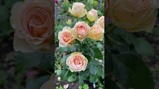 Роза Henrietta Barnett Очень надежная флорибунда harknessroses englandroses yellowroses roses [upl. by Susannah]