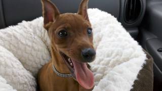 Jack  Red Miniature Pinscher [upl. by An]