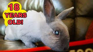 Meet the Worlds Oldest Rabbit 18 Years and Still Hoppin 😱😱 [upl. by Kcirrej]