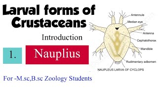 Part1 Larval forms of CrustaceansIntroductionNauplius For MscBsc zoology students [upl. by Akeit912]