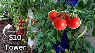 They Said It Couldnt Be Done Cheap amp Easy Hydroponic Tomatoes [upl. by Bysshe]