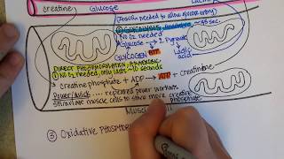 How Muscles Produce ATP  creatine phosphate glycolysis fermentation aerobic cellular respiration [upl. by Frederik]