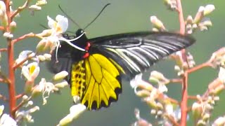 Common Birdwing Butterfly [upl. by Leventis405]