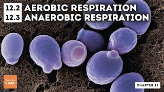 IGCSE Biology  Aerobic and anaerobic respiration 122 123 [upl. by Pansy]