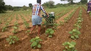 power weeder sooo fast to cultivate in cotton with 130 hours 1 acre field [upl. by Nilorac]