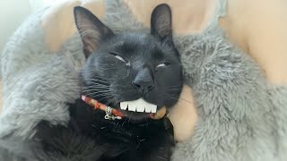 😂YOU LAUGH YOU LOSE 😹Funny Moments Of Cats Videos [upl. by Waugh875]