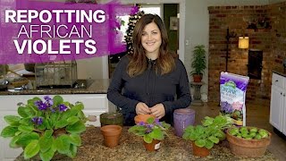 Replanting African Violets [upl. by Nyrac]