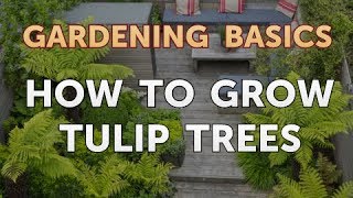 How to Grow Tulip Trees [upl. by Yrelle176]