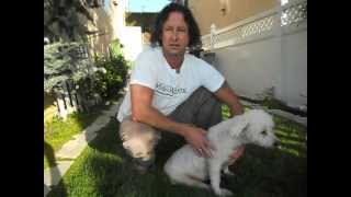 Bladder expression tutorial video for a paralyzed dog [upl. by Eicyac836]