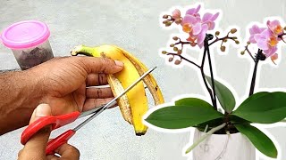 Buccia di banana  il miglior fertilizzante naturale per le tue orchidee  Lo so [upl. by Onoitna]