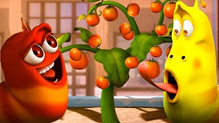 Larva harvests tomatoes 🦗 Larva Island🌷Larva Terbaru 2022🌴 Cartoon Box 🍉Larva Tuba Show [upl. by Arrahs]