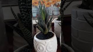 Zebra plant plants plantlover indoorplants haworthia suculentas succulent [upl. by Somar]