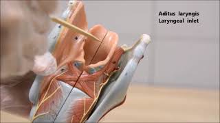 Larynx Cavitas laryngis ve ligamentler anatomisi [upl. by Gotthard]