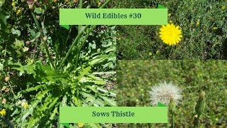 Wild Edibles 30 Sows Thistle Sonchus oleraceus [upl. by Lyndsey]