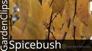 Spicebush  Lindera benzoin  How to grow Spicebush [upl. by Pillihp575]