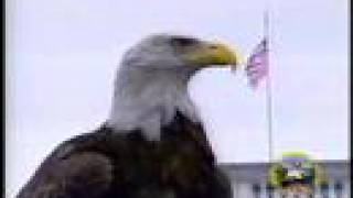 Amazing FreeFlying Bald Eagle quotChallengerquot AEF [upl. by Paymar737]