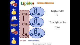 Lípidos saponificables lípidos simples [upl. by Melonie851]