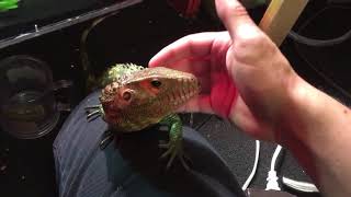 Feeding a Caiman lizard [upl. by Helgeson]