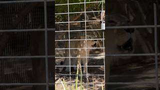 LION amp LIONESS ROARING AT EACH OTHER ADELAIDE ZOO animalshorts lion roar lioness animallover [upl. by Yablon332]