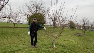 Abricotier bassetige taille d’hiver mars 2021 Grassendorf Association Fruitière de Haguenau et env [upl. by Rinum]