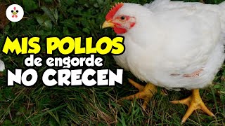 9 Razones por las que sus pollos de engorde no crecen 🐔 [upl. by Xilef625]