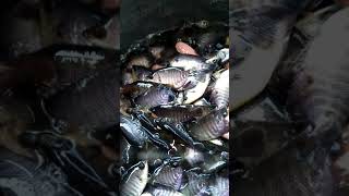 Jual bibit ikan gurame harga spesial murah buat para sahabat kualitas ikan kami utamakan [upl. by Attenrev150]