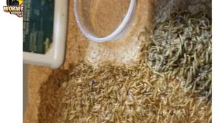 Giant Mealworms The Trick Professional Worm Farms Use To Make Huge Mealworms [upl. by Oibaf]