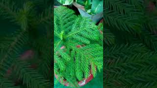 Araucaria plant grow from seed and its care [upl. by Craig]