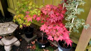 Acer Palmatum Atropurpureum  Autumn 2021 [upl. by Naras]