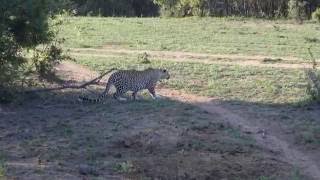 Greater Kruger Leopard kills Warthog [upl. by Bonnell]