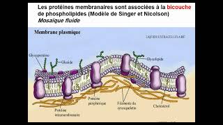 Biologie cellulaire S1  Membrane plasmique 2 Composition chimique  Vidéo 8 partie 1 [upl. by Dot964]