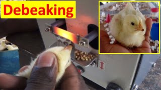 Debeaking Of Broiler Breeder Chicks  Beak Trimming Of Chicks  Chick Management  Episode 15  2022 [upl. by Llehsem]