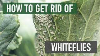 How to Get Rid of Whiteflies 4 Easy Steps [upl. by Elocyn]